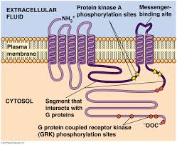 Biol2060 Signal Transduction Mechanisms Ii Messengers And Receptors