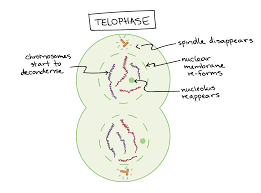 Learn For Free About Math Art Computer Programming Economics Physics Chemistry Biology Medicine Finance History And More Mitosis Cell Cycle Biology