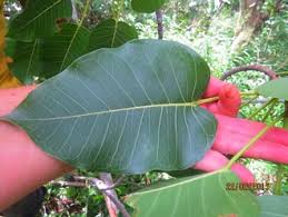 Image result for Ficus fischeri