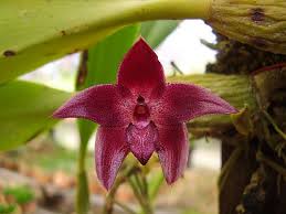 Image result for Bulbophyllum vulcanicum