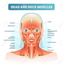 Head And Neck Muscles Labeled Anatomical Diagram Facial Vector Neck Muscle Anatomy Head And Neck Muscles Of The Face