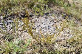 Image result for Thesium unyikense