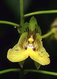 Image result for Eulophia hirschbergii