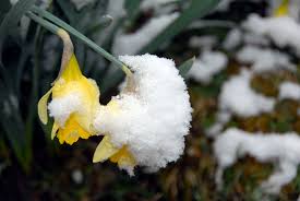 List of late spring flowers. If You Want Bright Spring Flowers Plant Them Now