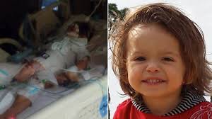 Boy, 6, dies from rabies after touching 'sick bat'