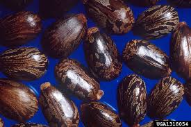 Image result for Ricinus communis