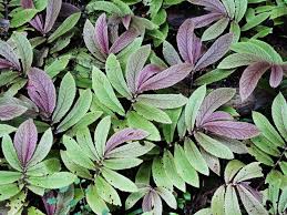 Image result for Elatostema welwitschii