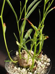 Image result for Ipomoea welwitschii