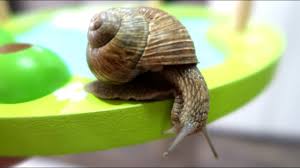 Check spelling or type a new query. Melc Comun African Achatina Albopicta ParaziÈi De Melc Galben