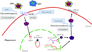 Infection by hepatitis delta virus (hdv) which can only replicate in the presence of hepatitis b virus (hbv) is a cause of significant morbidity and mortality worldwide. Therapeutic Landscape For Hepatitis Delta Targets In The Virus Download Scientific Diagram