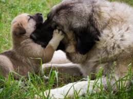 Maybe you would like to learn more about one of these? Six Interesting Facts About A Dog S Life Cycle Dog Discoveries