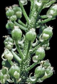 Image result for Triglochin striata