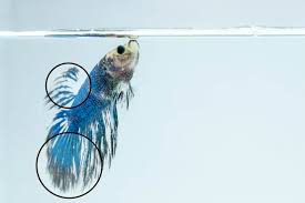 Betta Fish Fin Loss Vs Fin Rot What S The Difference Betta Source