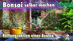 Supermarkt bonsai gestalten ( aldi bonsai ) fukientee bonsai ( zimmerbonsai) fukientee schneiden. Azalee Bonsai Bonsai Selber Machen Rettung Einer Azalee Bonsai Youtube