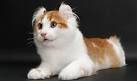 American Curl Kittens For Sale In Washington