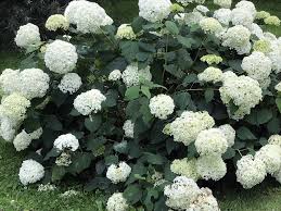 The wild hydrangea is easily grown in. Wunder Der Natur Hortensien Das Solingenmagazin