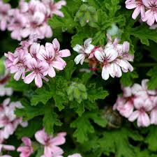 Image result for Pelargonium graveolens