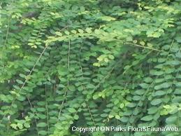 Image result for Phyllanthus parvus