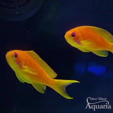 Image result for Ottelia fischeri