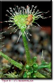 Image result for Drosera dielsiana