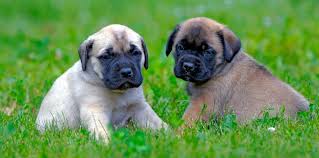 Another mastiff, cloe, was said to weigh 365 pounds. English Mastiff Growth Chart Mastiff Weight Chart