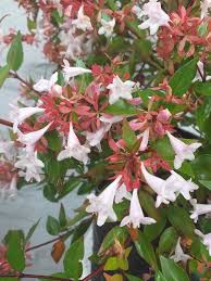 Image result for Eriocephalus microphyllus