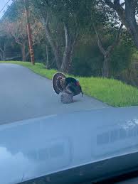 Why did the turkey cross the road? Why Did The Turkey Cross The Road Telecaster Guitar Forum