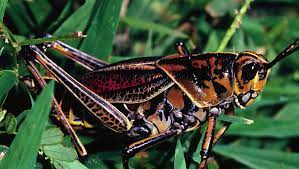 The eastern lubber grasshopper (romalea microptera (beauvois)) is a large colorful flightless grasshopper that often comes to the attention of florida homeowners. The Eastern Lubber Grasshopper Hard To Miss But Only An Occasional Pest