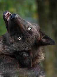 This Is Probably The Moat Adorable Wolf Character I Ve Ever Seen Lol Wolf Ality D Hayvan Evcil Hayvanlar Siyah Kurtlar