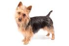 Terrier - Wikipedia