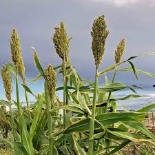 Image result for Sorghum
