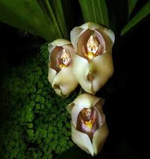 The simple answer, yes mold can be dangerous, but not all mold is as dangerous as others. 25 Of The Most Breathtaking And Dangerous Flowers In The World Strange Flowers Amazing Flowers Beautiful Orchids
