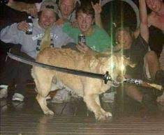 It is a picture of a shiba inu breed dog. 27 Ide Meme Instagram Template Meme Meme