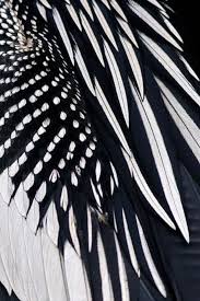 Birds Of A Feather New Vegas Bug Monochrome Feather Textures Feather Texture Black And White Patterns In Nature