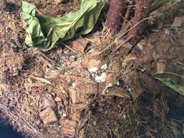 The best soil for potted figs although fig trees (ficus carica) flourish planted in the ground in u.s. Help Root Fungus On Fiddle Leaf Fig Tree