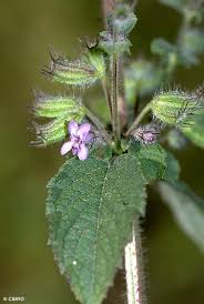 Image result for Mesosphaerum suaveolens