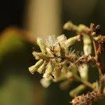 Image result for Monosis conferta