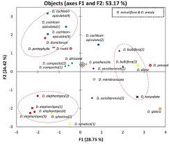 Image result for Dioscorea cochleari-apiculata