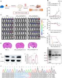 Blood-brain barrier–penetrating single CRISPR-Cas9 nanocapsules for  effective and safe glioblastoma gene therapy | Science Advances