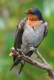 Bird On A Wire Movie Review Welcome Swallow Birds Photography Nature Swallow Bird Nature Birds