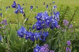 Suitable Iris Companion Plants What To Plant With Iris In The Garden Companion Gardening Herb Companion Planting Companion Planting