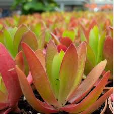 Image result for Crassula capitella