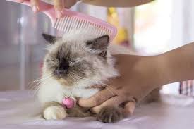 Check spelling or type a new query. 9 Penyebab Bulu Kucing Rontok Dan Cara Mengatasi Yang Tepat Merdeka Com