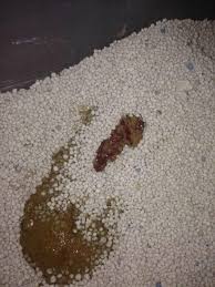 Do you want to know what the likely causes of the condition are and how what does it look like? My Cat S Poop Has Blood In It Lately He S Had Loose Stools For About 2 Weeks Now Which Was When He Was Dewormed I Started Him On Petcoach