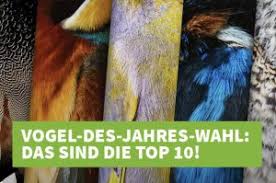 Ihre lebensbedingungen sind allerdings weniger romantisch: Die Top Ten Wurden Gewahlt Wahl Zum Vogel Des Jahres 2021 Nabu Aachen