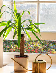 La moisissure peut être provoquée par des champignons qui apparaissent quand il y a trop d'eau 3 x source de recherche. Yucca D Interieur Exposition Arrosage Et Conseils D Entretien