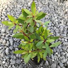 Image result for Landolphia lanceolata