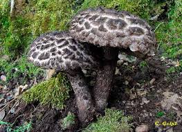 Image result for Strobilomyces strobilaceus