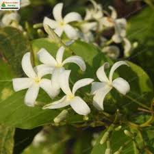 Image result for Holarrhena floribunda