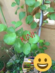 Pastikan pasu disiram dengan air dan elakkan tanah kering supaya pokok sentiasa segar, sekali sekala sembur dengan baja subur. Pokok Bidara Apple Baja Serbaguna Ezigrow Terengganu Facebook